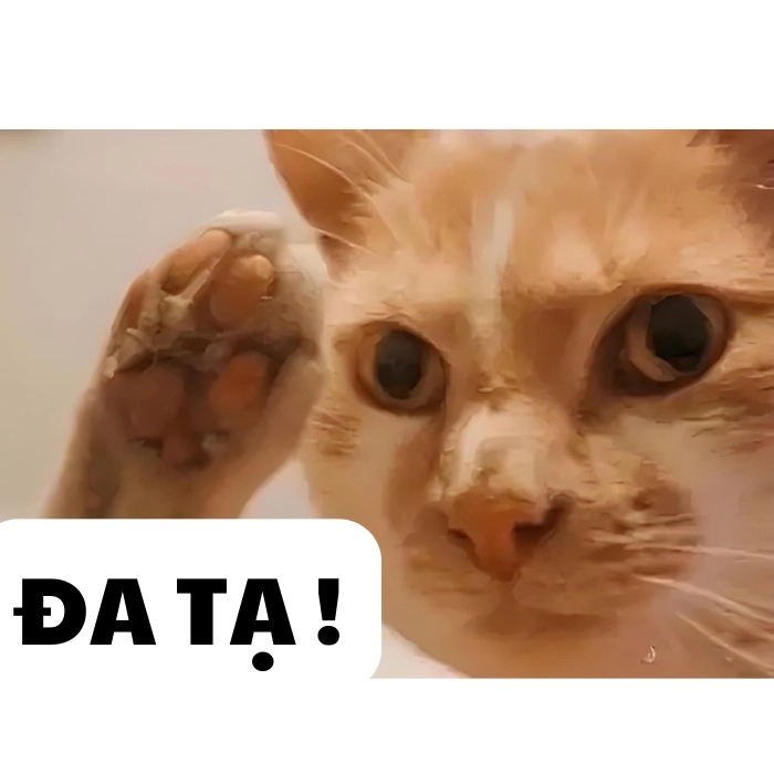 Ảnh chế đa tạ meme mèo cam