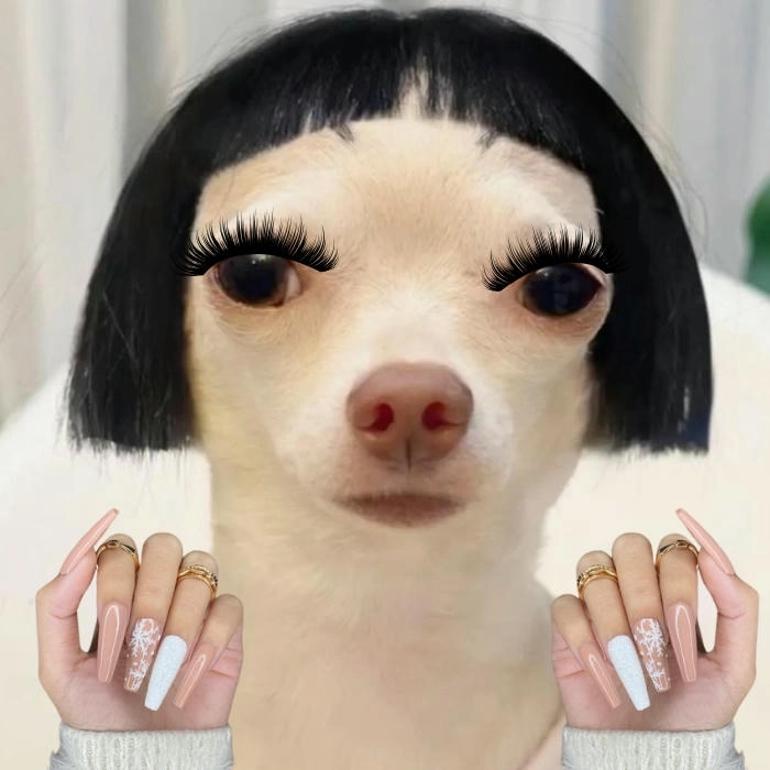 Ảnh cún meme slay xéo sắc