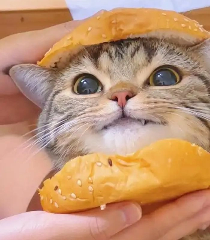 Ảnh meme con mèo ăn bánh ngộ nghĩnh