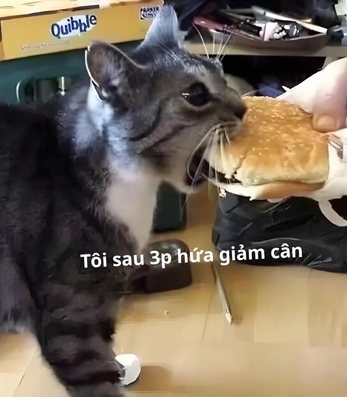 Ảnh meme mèo ăn bánh cute