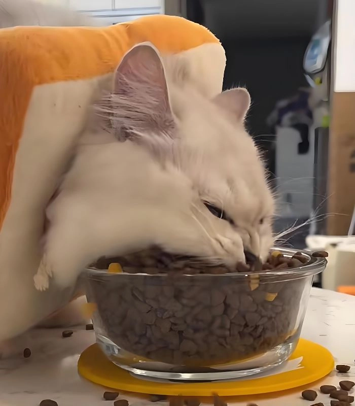 Ảnh meme mèo ăn hạt siêu hài