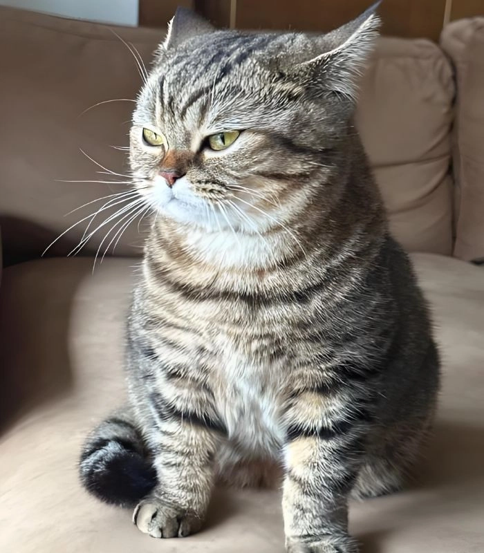 Ảnh meme mèo liếc hài