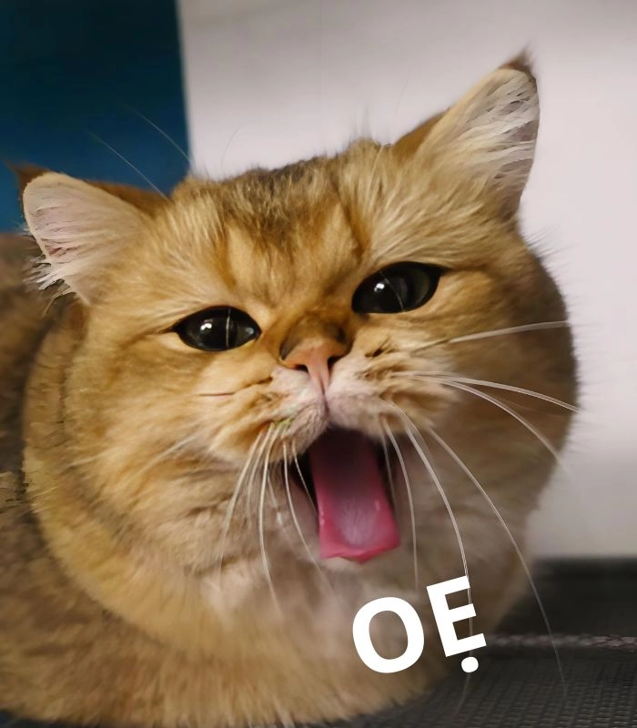 Con mèo ói meme