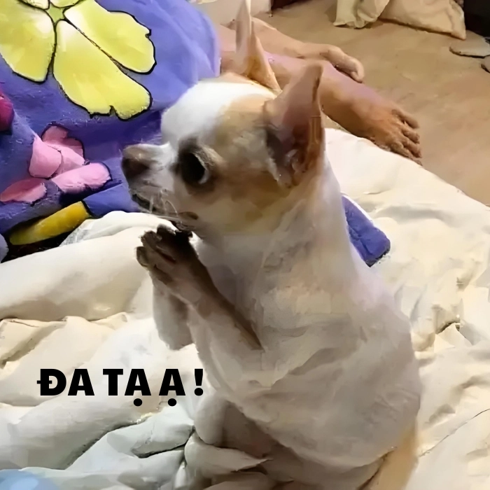Đa tạ meme siêu hài