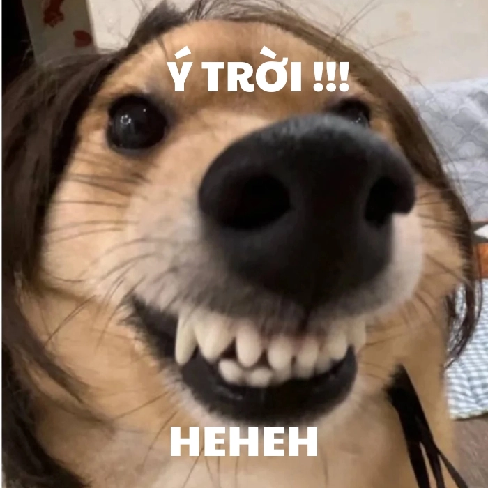 Hình meme ý trời trend