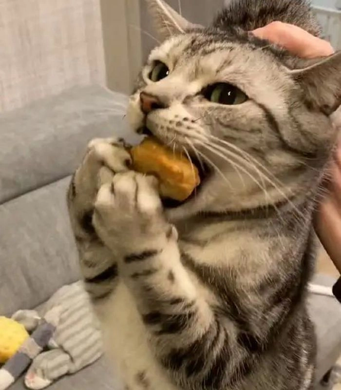 Meme con mèo ăn bánh lém lỉnh