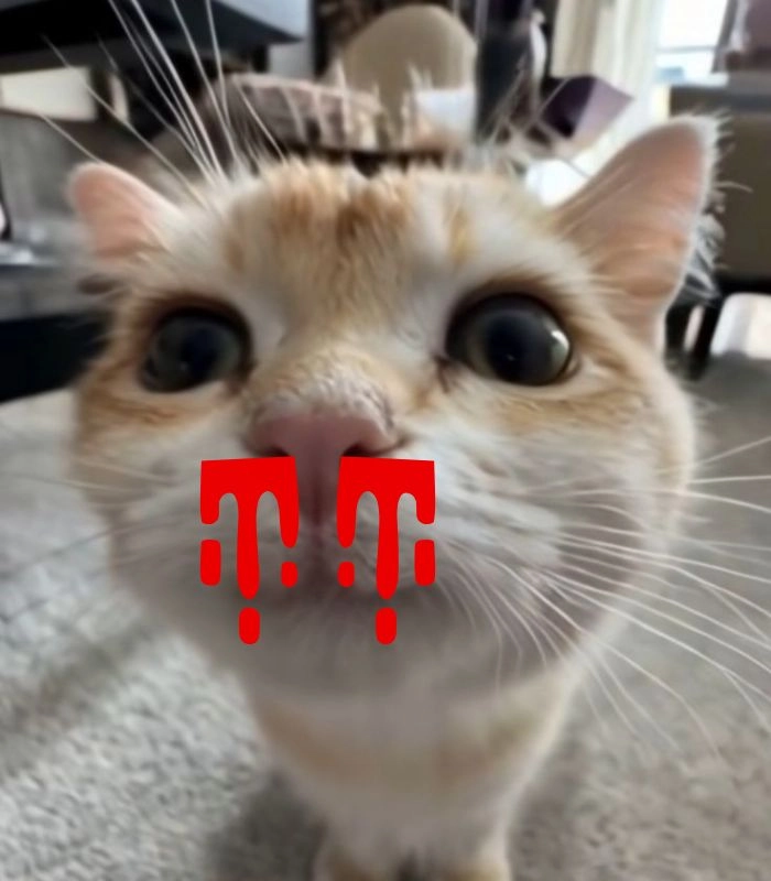 Meme con mèo chảy máu cam bá đạo