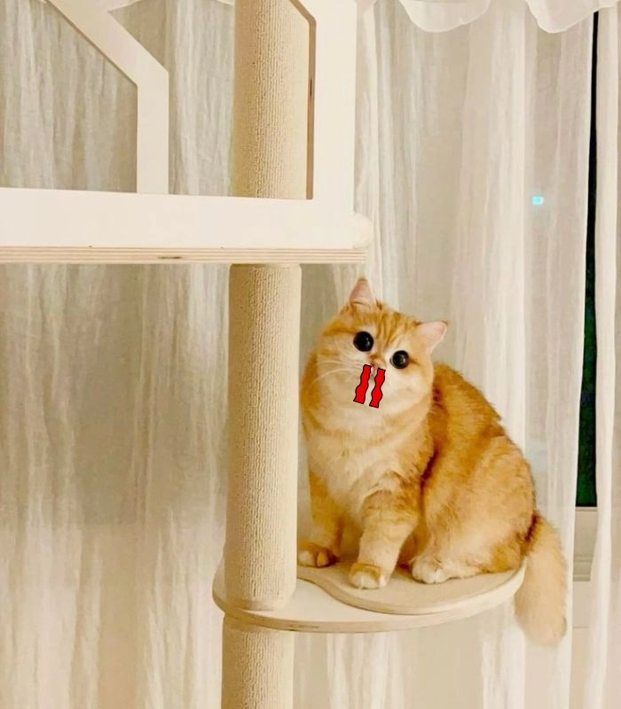 Meme con mèo chảy máu cam buồn cười