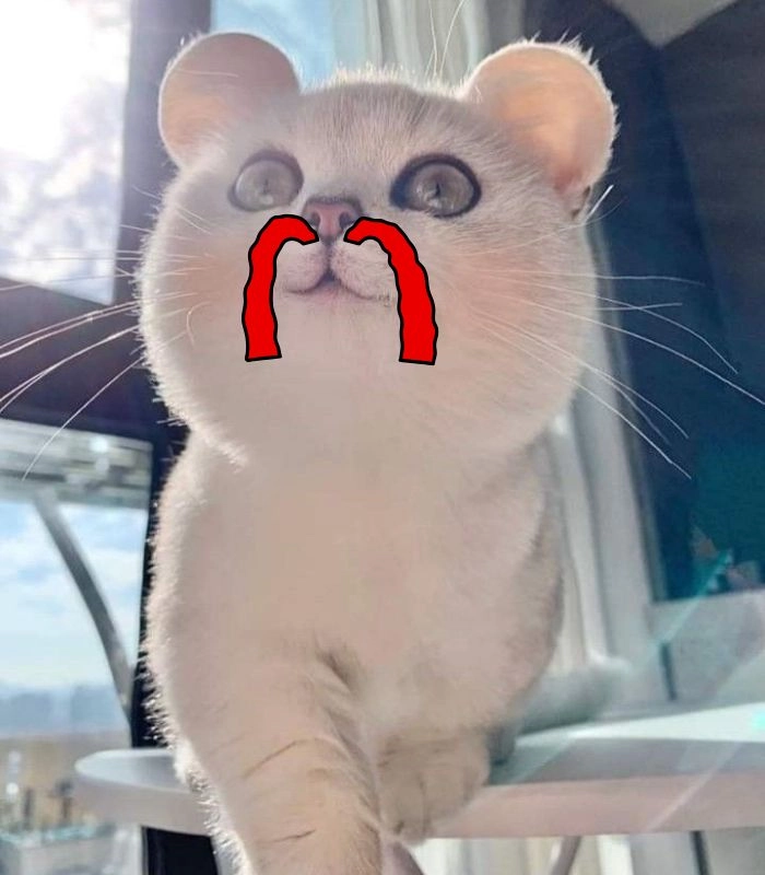 Meme con mèo chảy máu cam ngầu