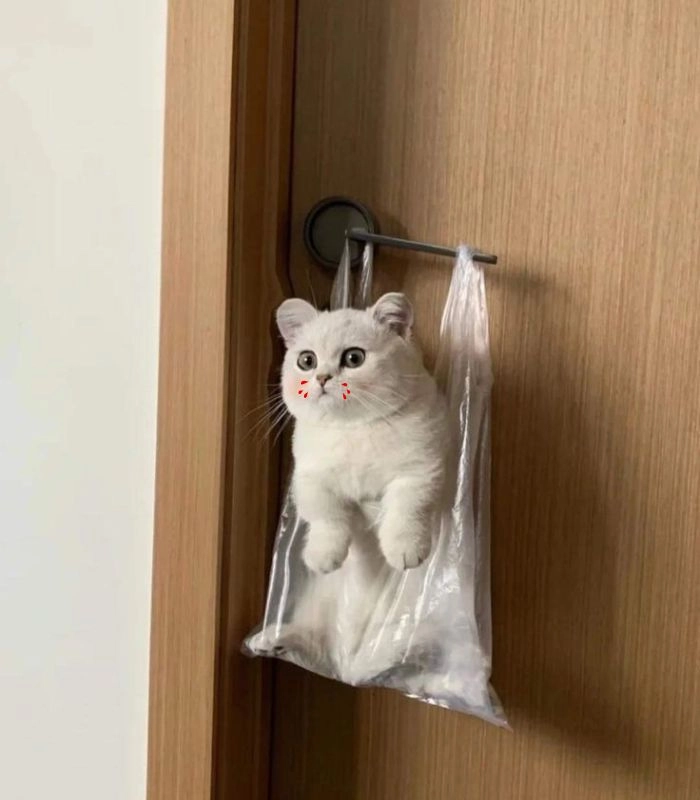 Meme con mèo chảy máu mũi cute