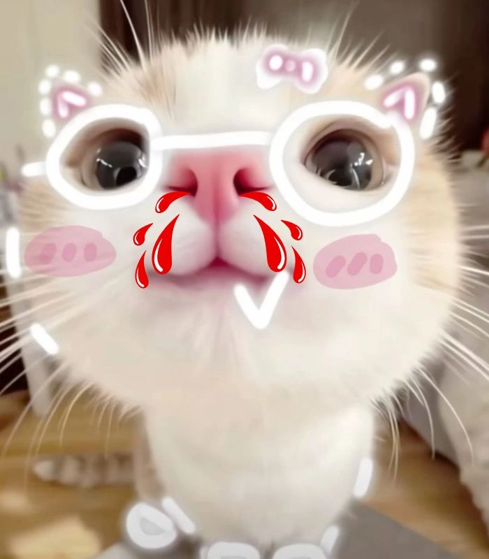 Meme con mèo chảy máu mũi đáng yêu