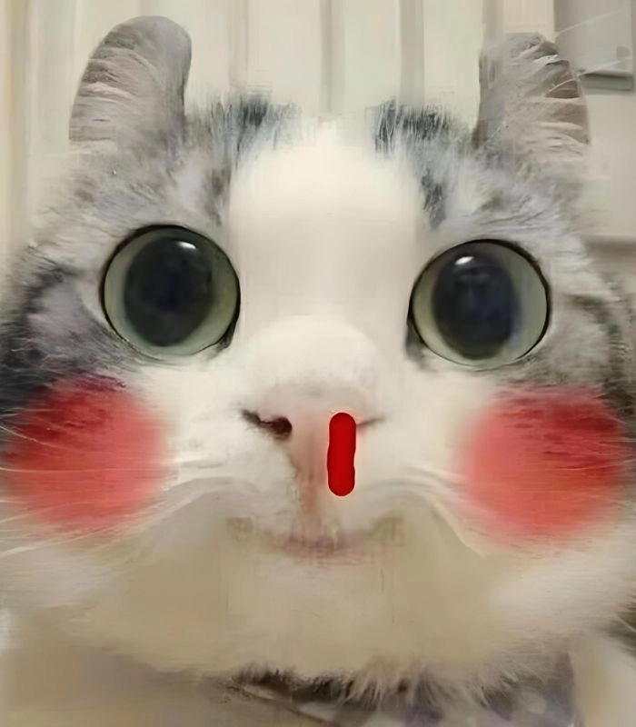 Meme con mèo chảy máu mũi khi thả thính