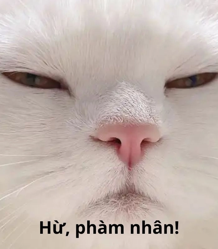 Meme con mèo liếc chất chơi