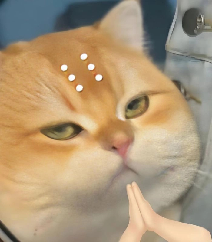 Meme con mèo liếc góc nghiêng