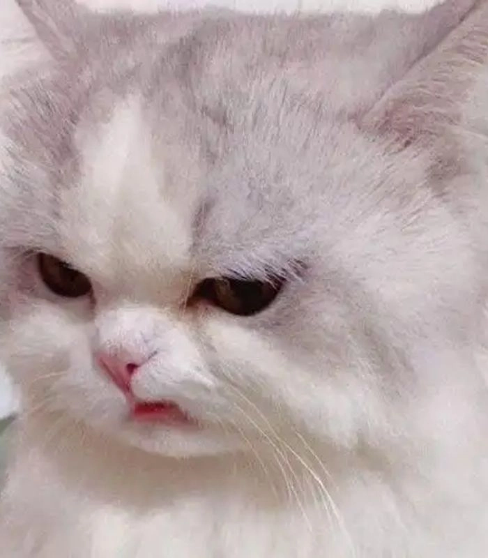 Meme con mèo liếc ngầu