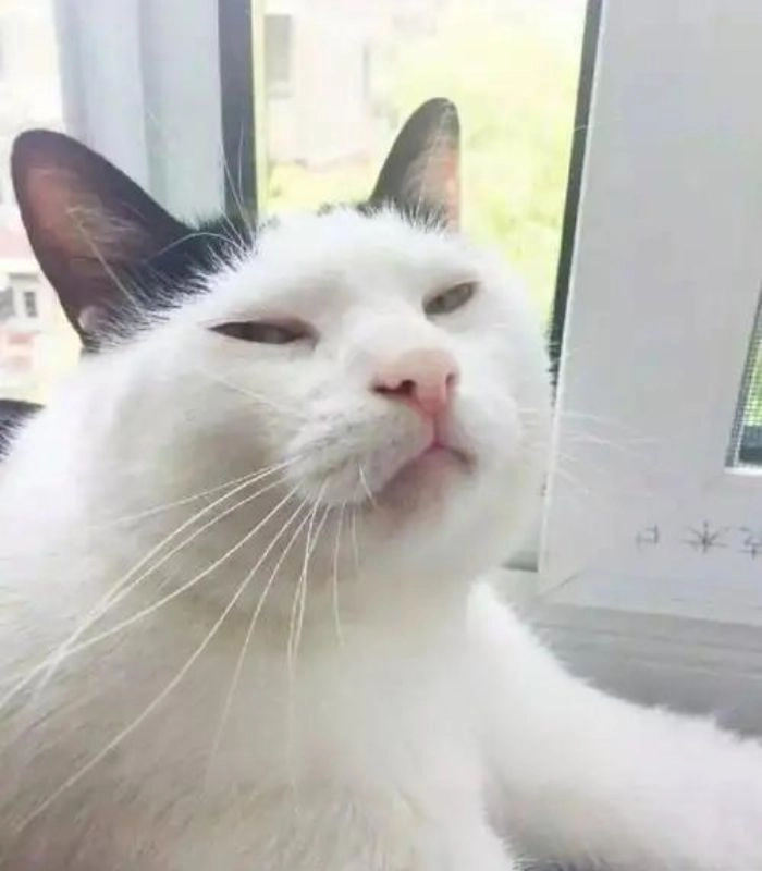 Meme con mèo liếc người