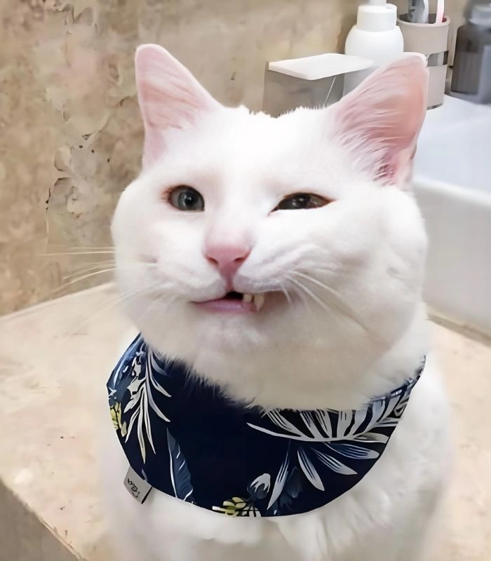Meme con mèo liếc siêu gắt