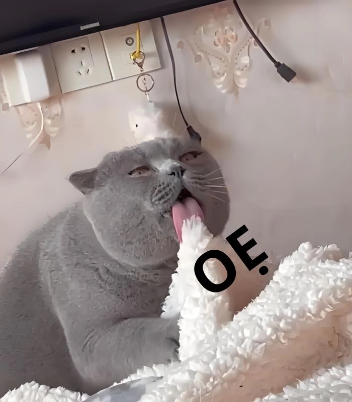 Meme con mèo nôn oẹ