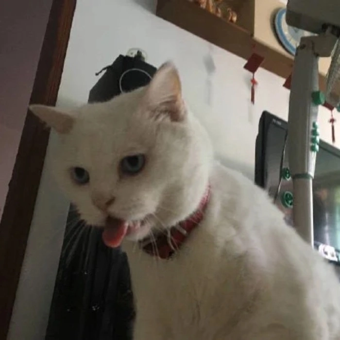 Meme con mèo oẹ lầy lội