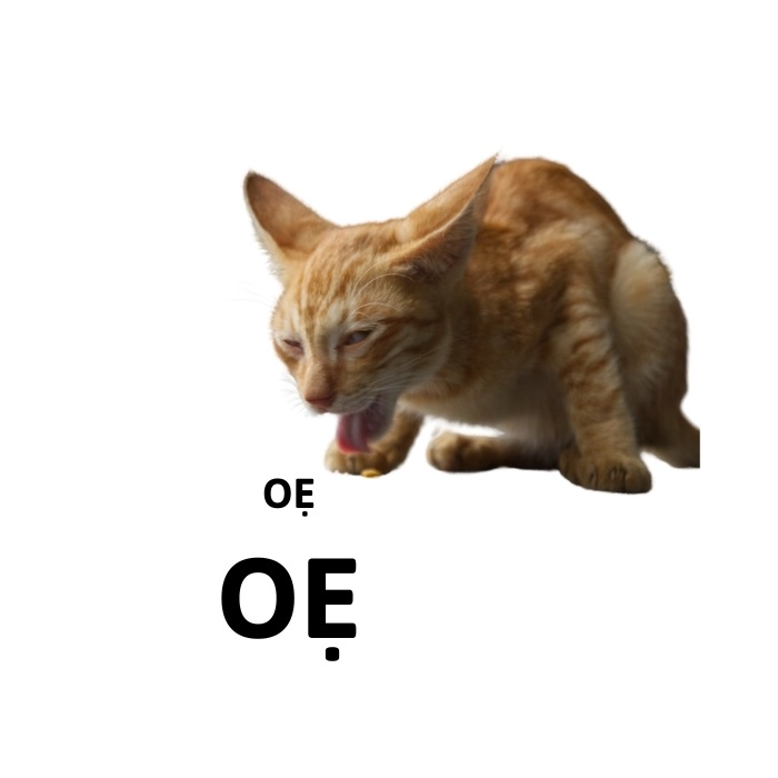 Meme con mèo oẹ thấu trời