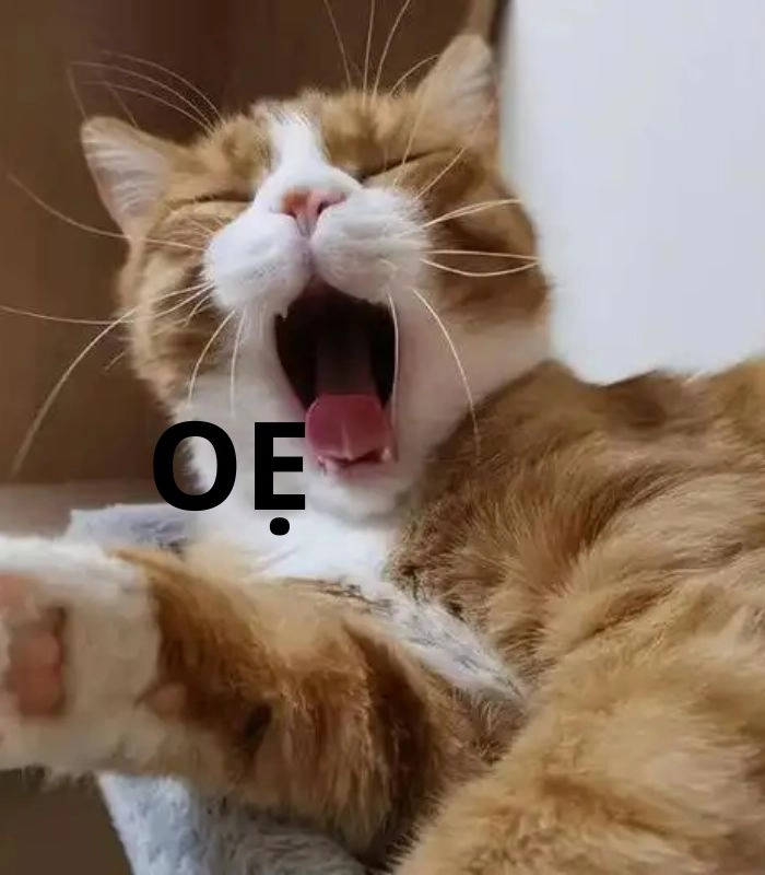 Meme con mèo oẹ