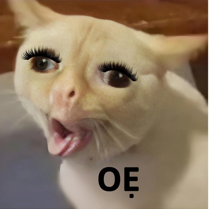 Meme con mèo ói giữa đêm