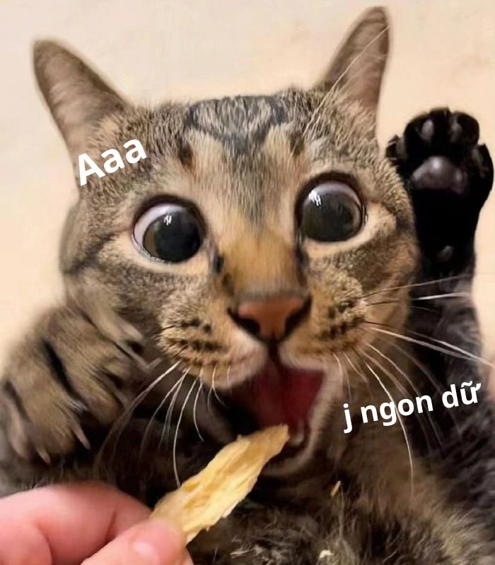 Meme mèo ăn bánh đáng yêu
