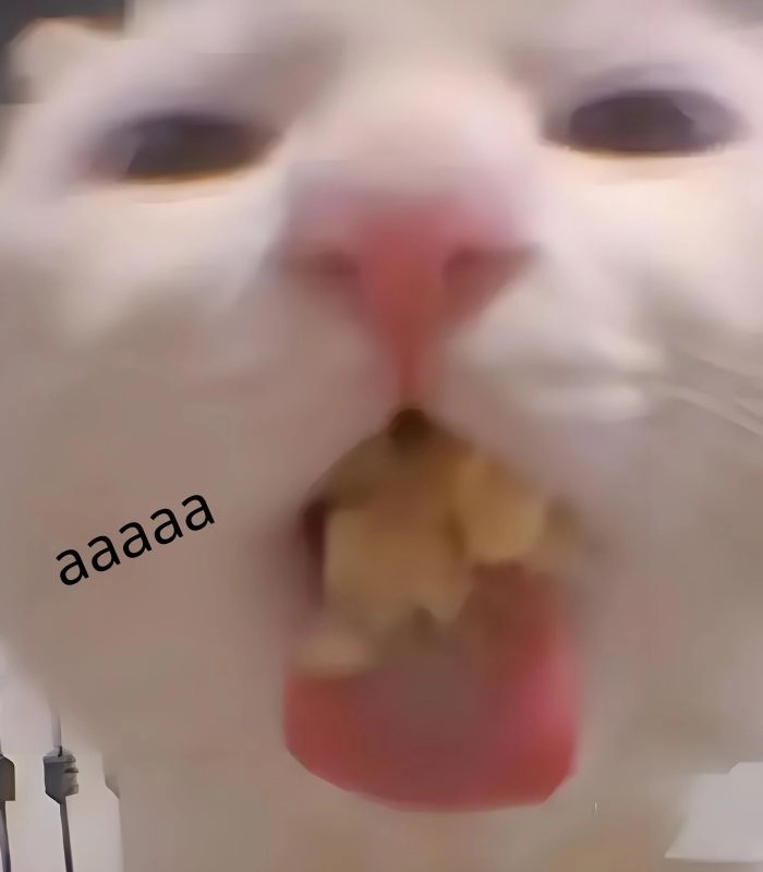 Meme mèo ăn bim bim cực dễ thương