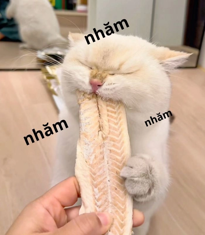 Meme mèo ăn cá ngon