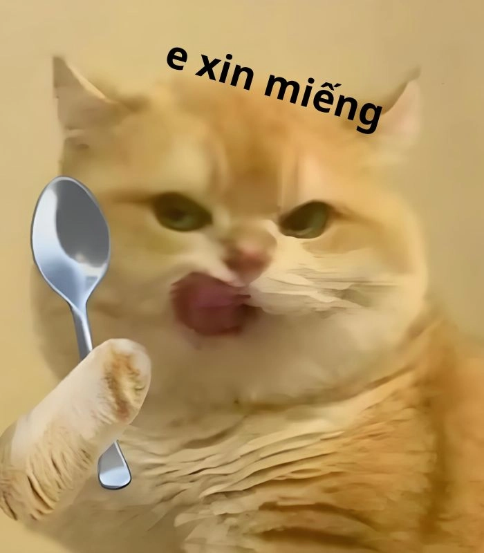 Meme mèo ăn cơm mặt buồn cười