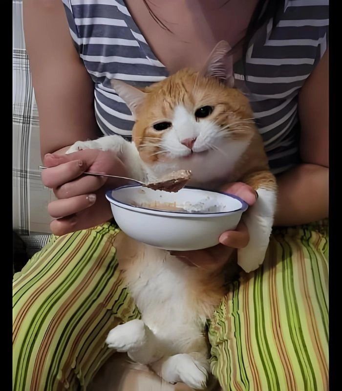 Meme mèo ăn hạt siêu mặn