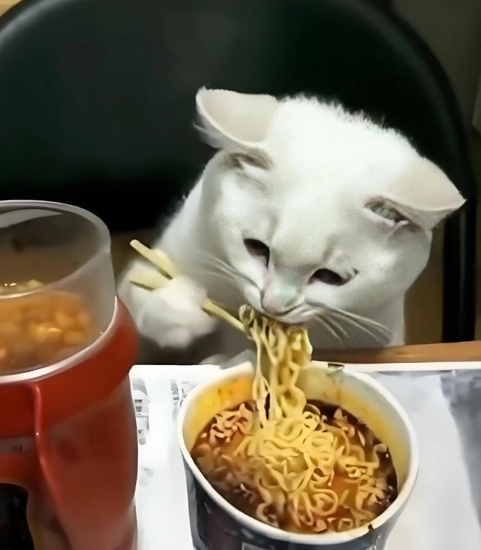 Meme mèo ăn mì tôm hài hước