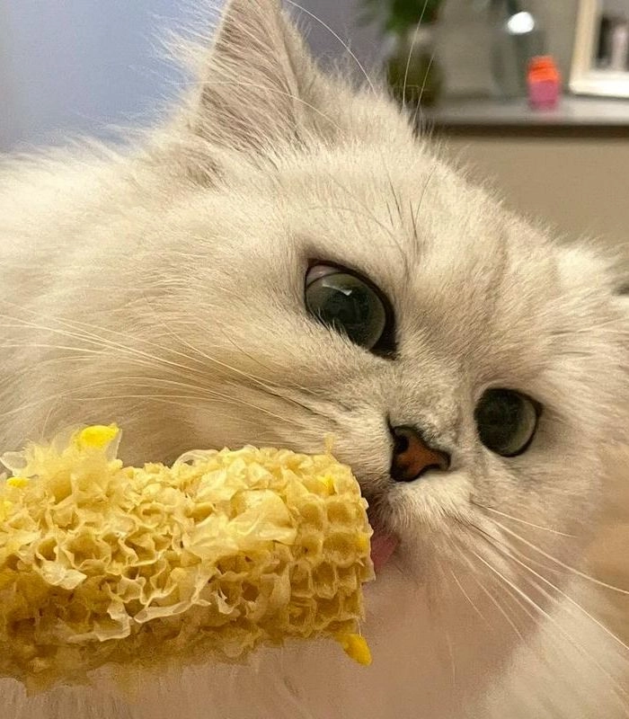 Meme mèo ăn ngô nhìn mặt lầy lội