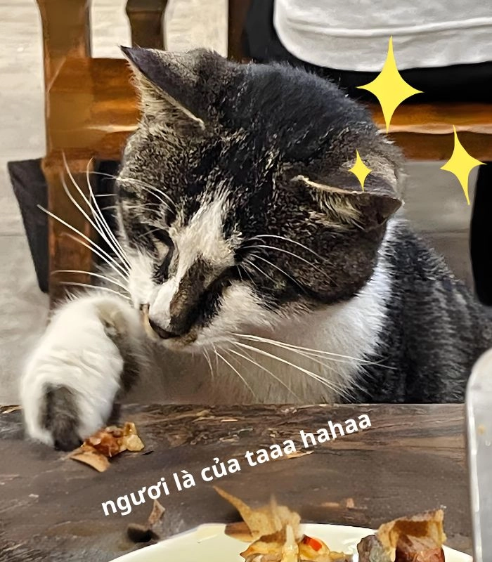Meme mèo ăn rau biểu cảm mặn mà