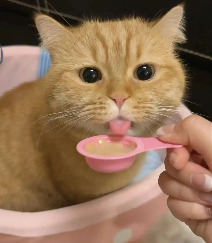 Meme mèo ăn rau nhìn tỉnh rụi