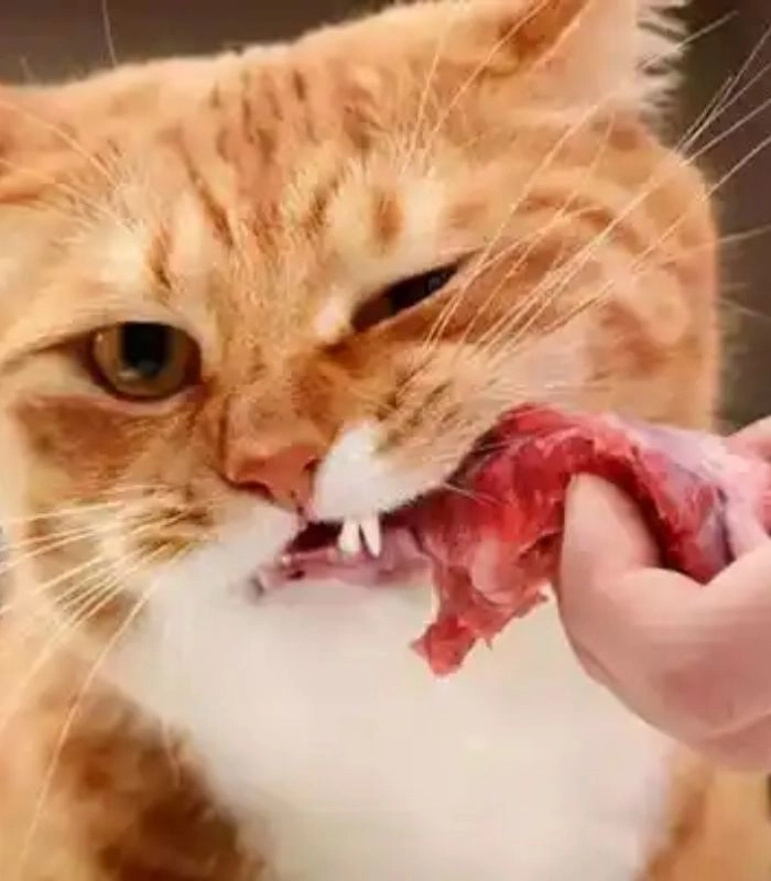 Meme mèo ăn thịt cực chất