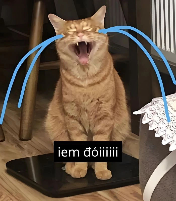 Meme mèo ăn xin buồn bã