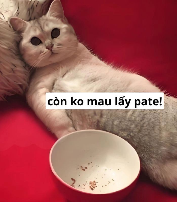 Meme mèo ăn xin cực cute