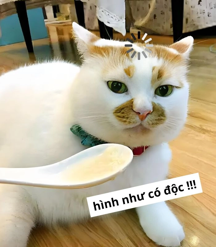Meme mèo ăn xin cực trend