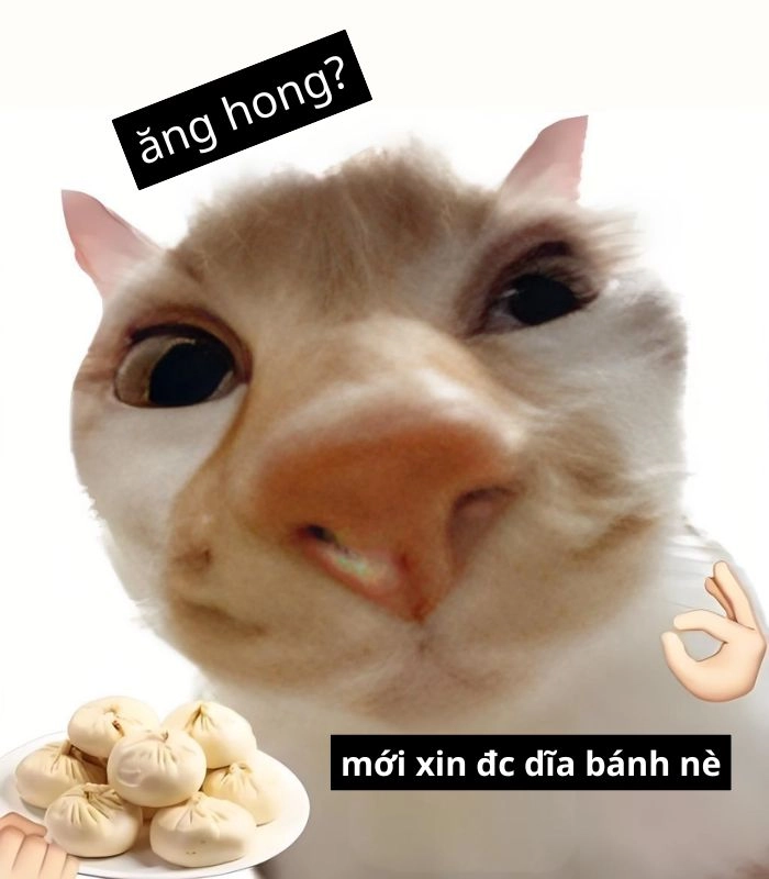 Meme mèo ăn xin dễ mến