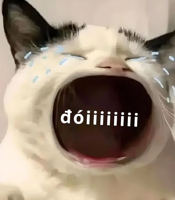 Meme mèo ăn xin đợi cơm