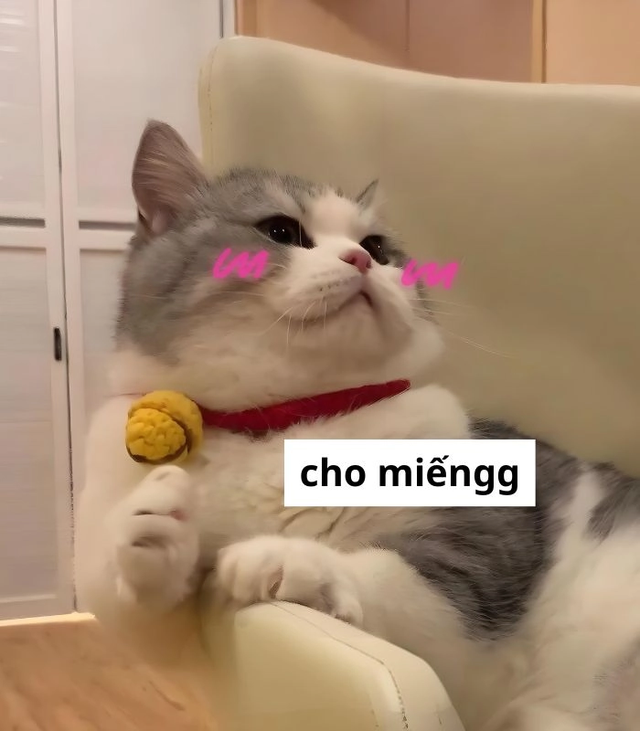 Meme mèo ăn xin gục cằm lên bàn