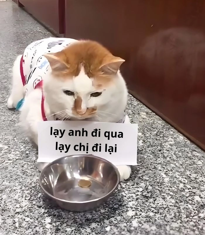 Meme mèo ăn xin gục đầu