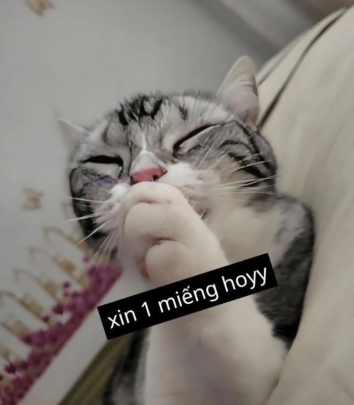 Meme mèo ăn xin kiên nhẫn