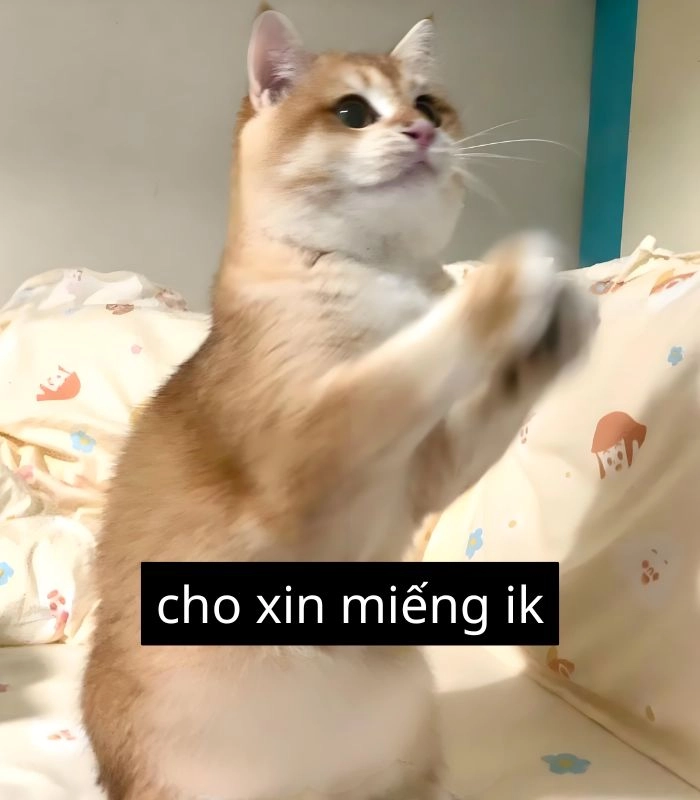 Meme mèo ăn xin kiểu ngồi lễ phép