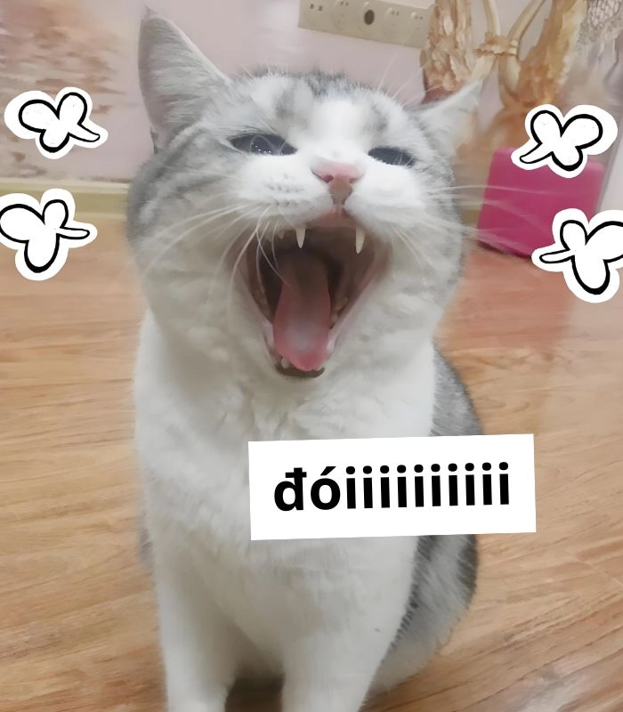 Meme mèo ăn xin nhìn tội