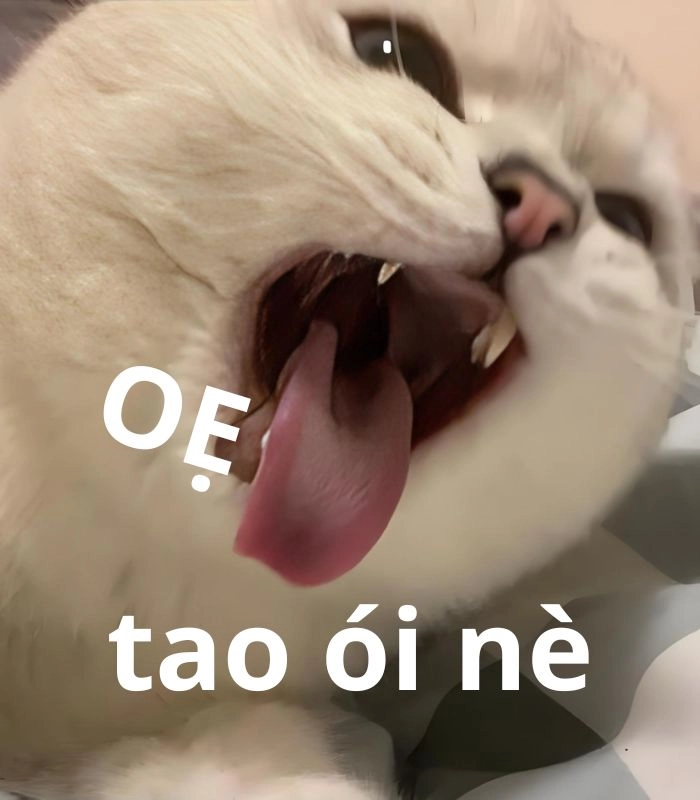 Meme mèo bị ốm buồn cười