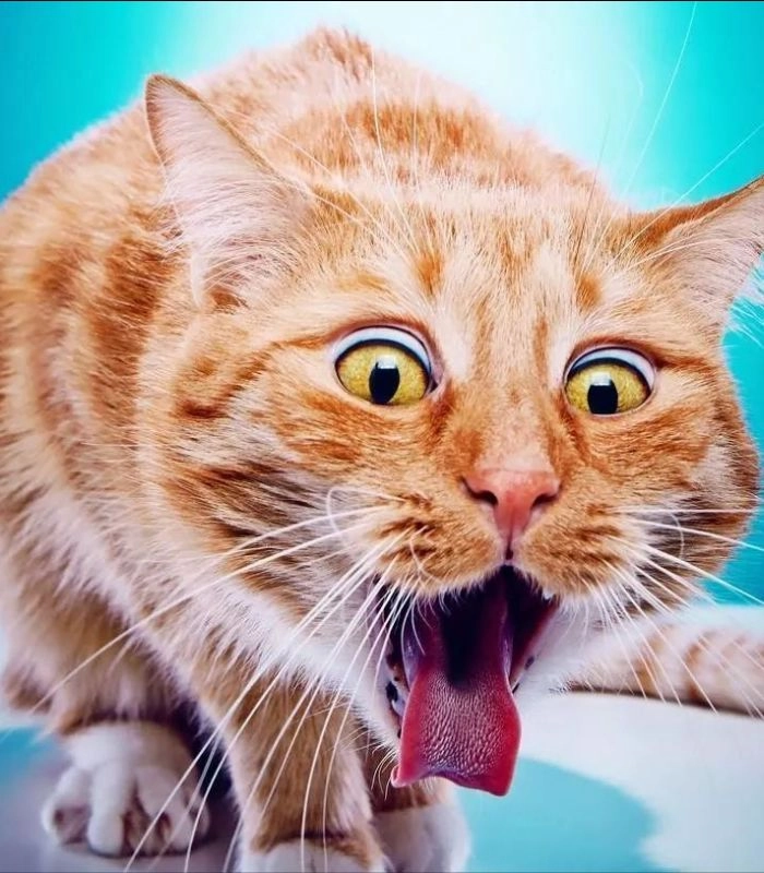 Meme mèo bị ốm hài hước