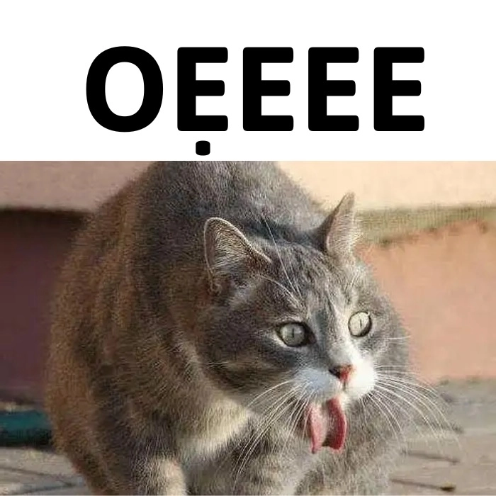 Meme mèo bị ốm mệt mỏi