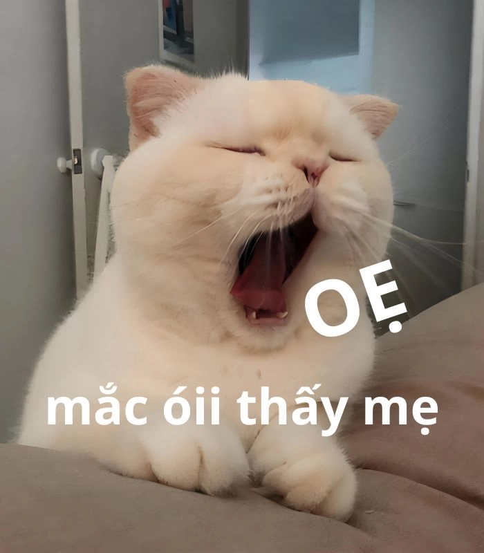 Meme mèo bị ốm nằm liệt
